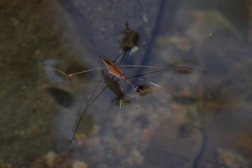 Limnometra nigripennis